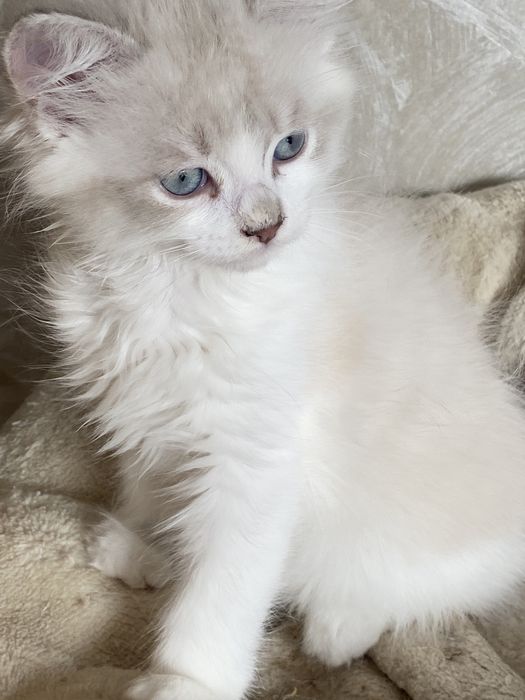 Motanel  ragdoll superb 2 luni