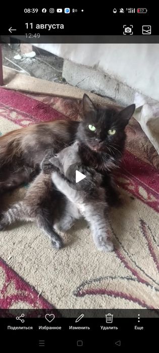 Катята ищют новый дом.
