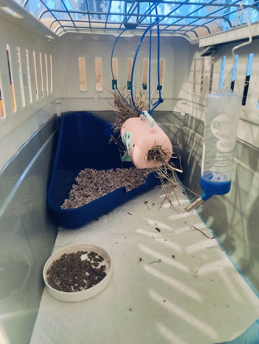 Vând iepuraș Cap de Leu