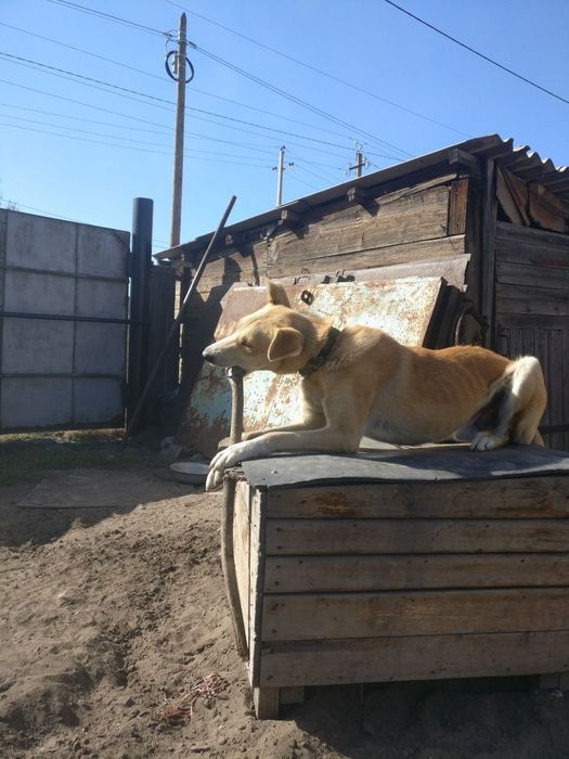 Отдам в добрые руки