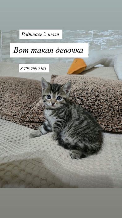 Шотландские котята