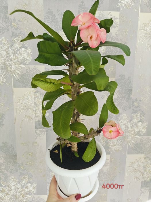 Продам молочай Милля крупноцветковый . Есть доставка