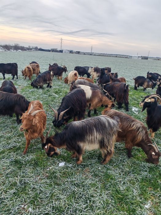 Vând capre sau schimb cu oi