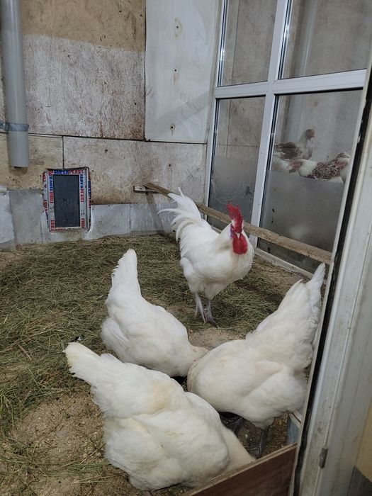 Продам курей Бресс гальская