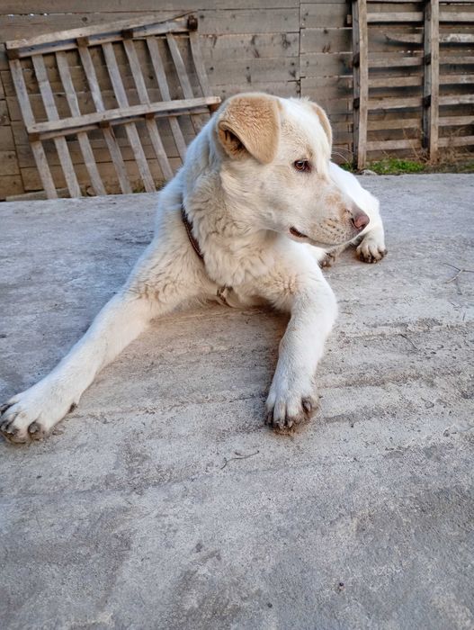 Подарявам бяло кученце