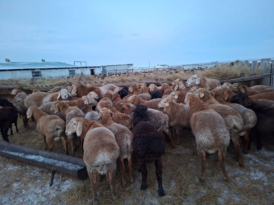 Продам АРАШАН кошкар