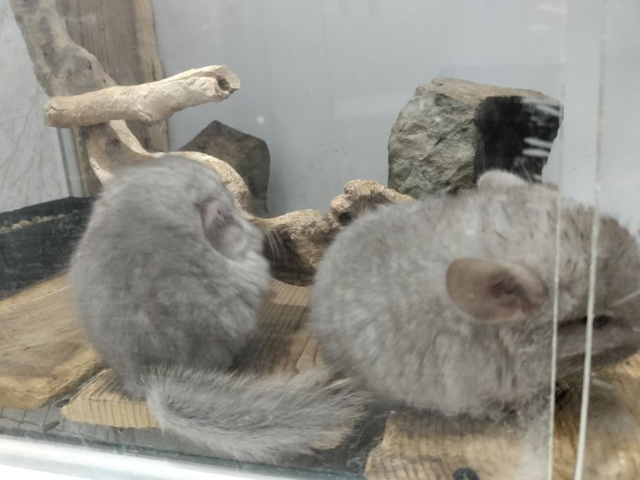 Шиншиллы декоративные