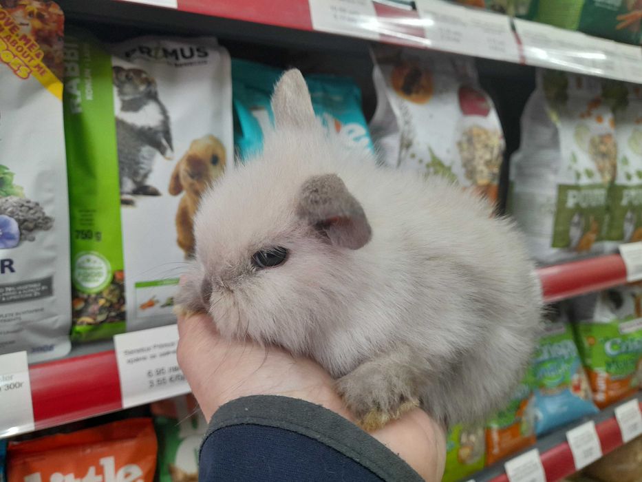 Декоративно клепоухо зайче Мини Лоп (Mini Lop)