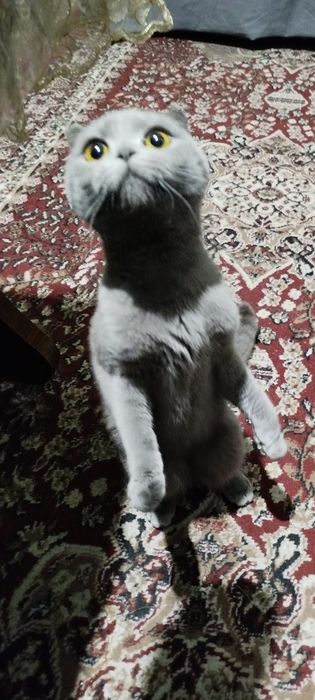 Продаётся,,Кошка,,, Британский Пепельный Чистокровный Весело ухный Са