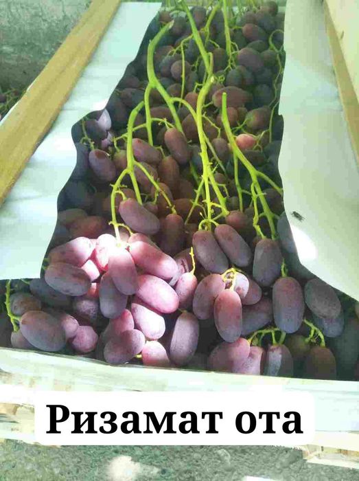 Uzum koʻchatlari sotiladi