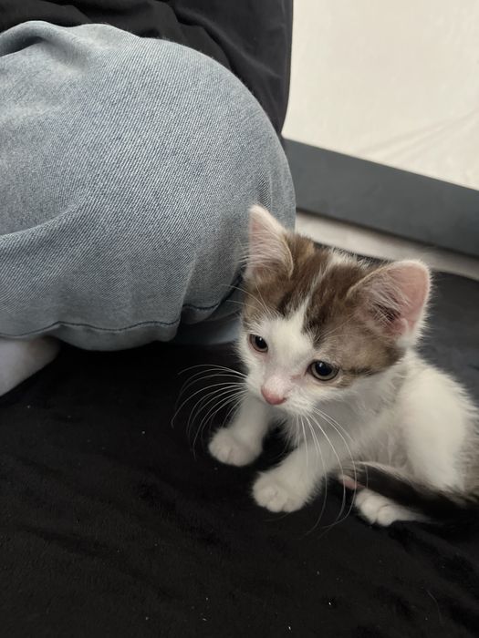 Отдам котенка 3 месяца