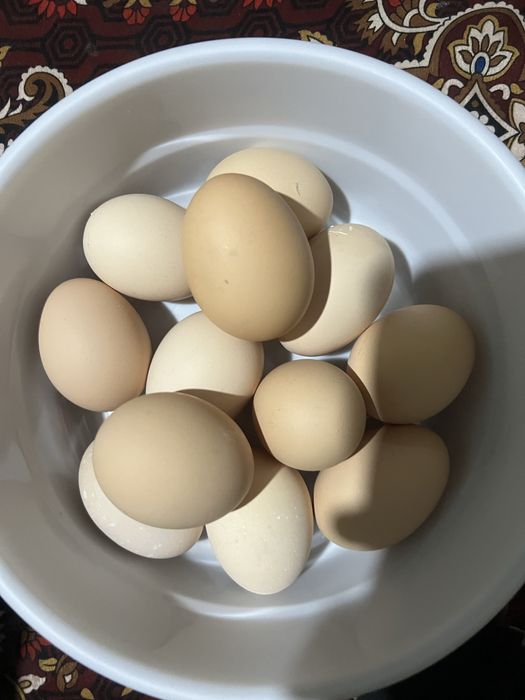 домашнее яйцо uy tuxumi