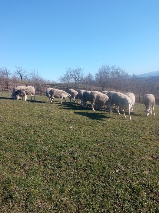 Vănd berbecuți lacaune
