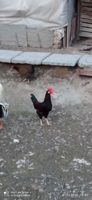 жужа хурозча сотилади