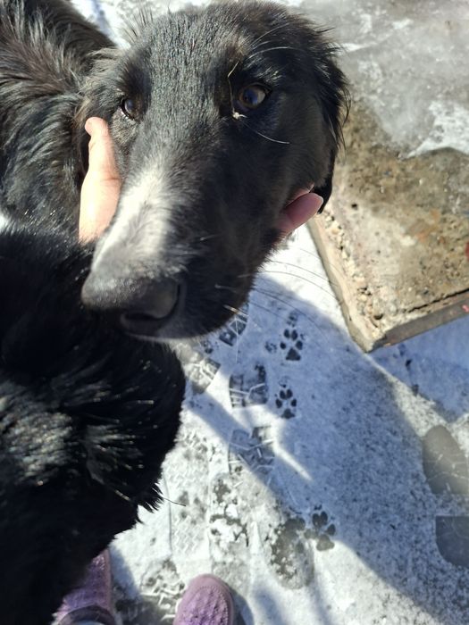 Найдена собака Казкрай