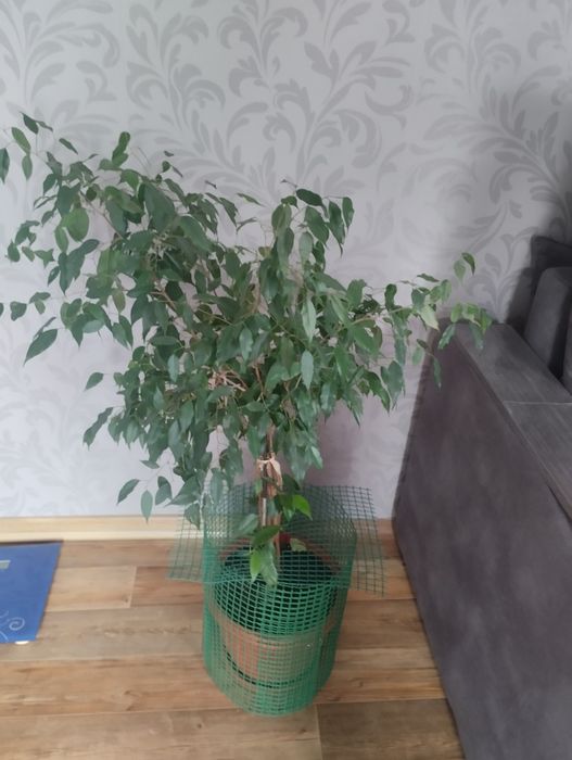 Растения домашние.