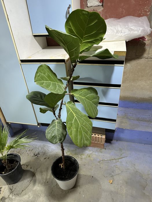 Продается фикус цветок и пальма