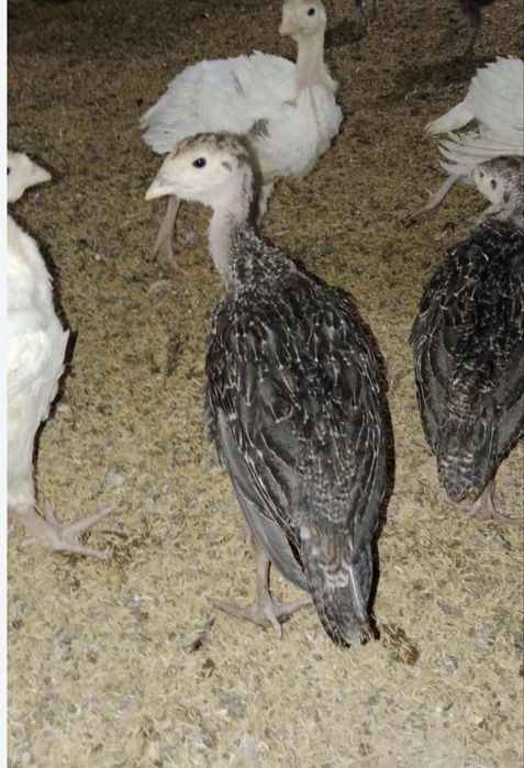 АРЗОН БИГ-6 курка жужалари30 КУНЛИК ‘оптом’ 1500та