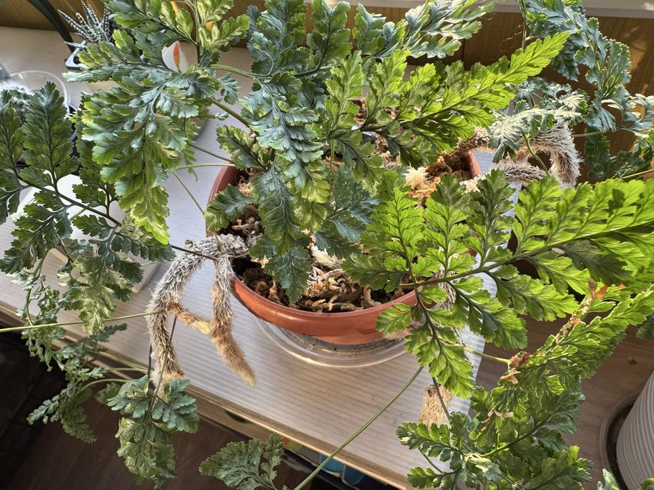 Папоротник Даваллия