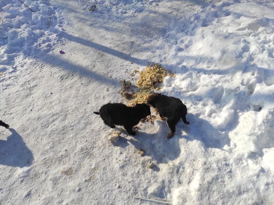 Дарю щенят!           .