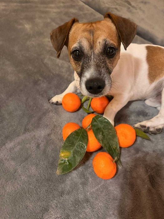 Джак Ръсел Териер