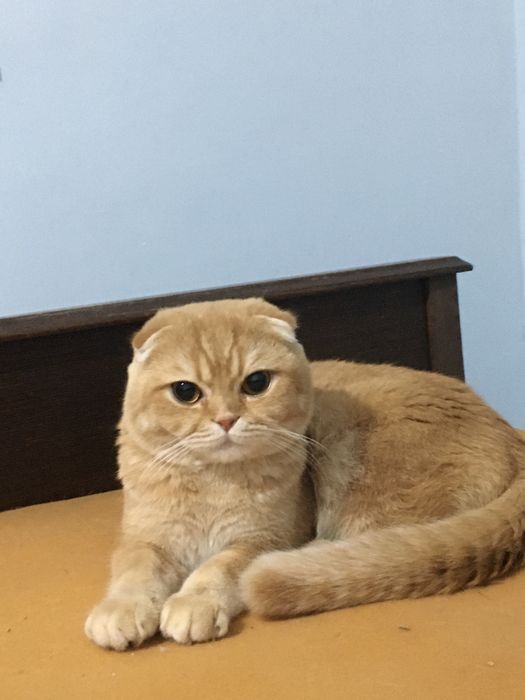 Vyazka British shinchila