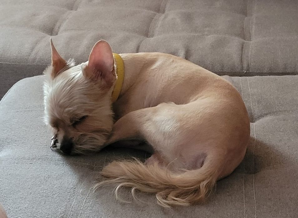 отдаём в хорошие руки