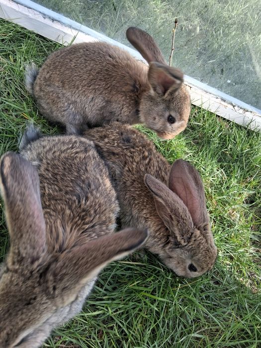 Iepurași de vânzare