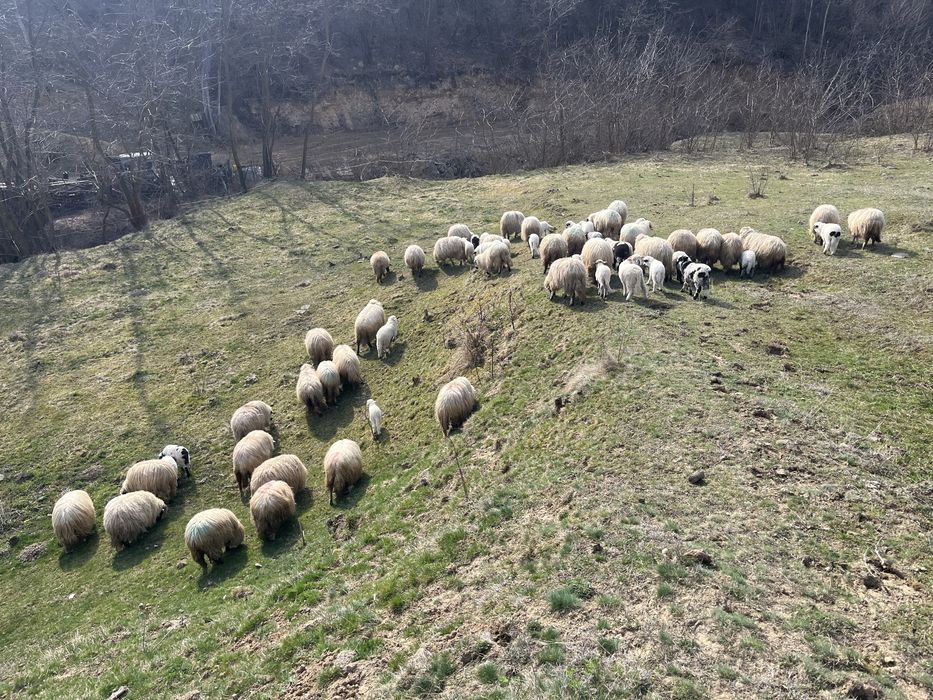 Miei pentru SF PAȘTÎ crescuti sanatos /bio