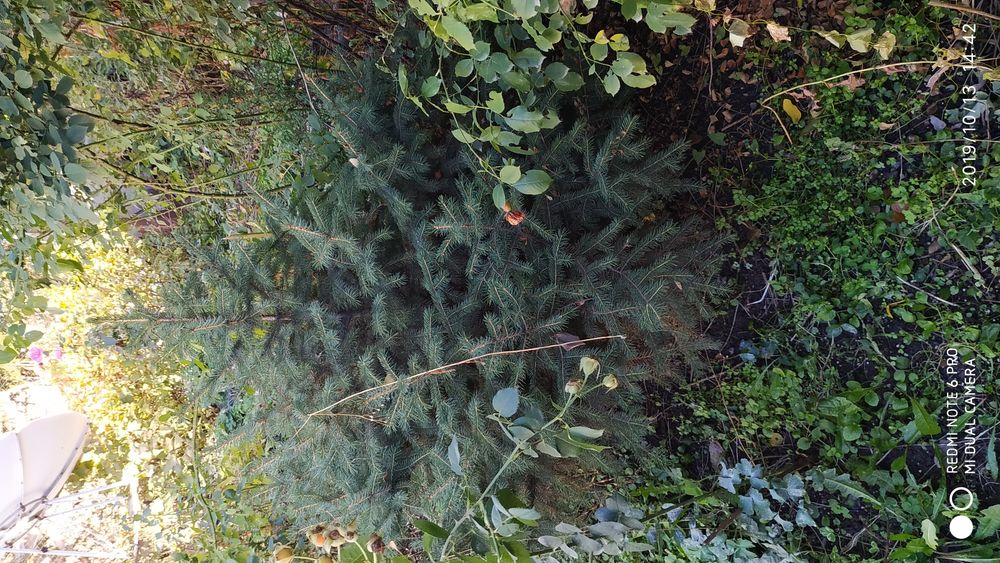 Ёлки ёлки ёлки ёлки