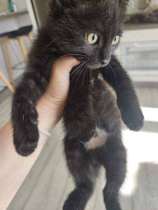 Котенок девочка 2.5 месяца