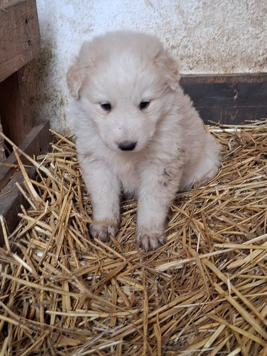 Căței de talie mare