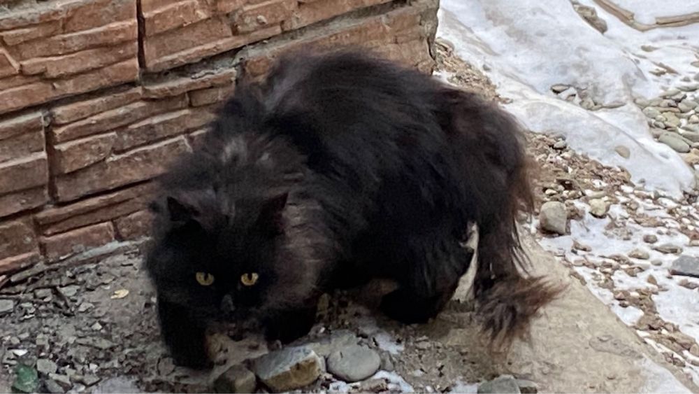 Котёнок в добрые руки!