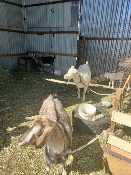 Молочные породистые козы