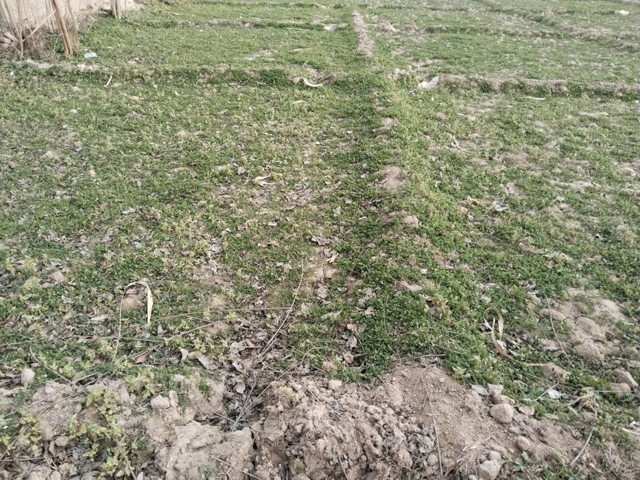 Ер сотилади сурхон 5 кумкишлок махалласида