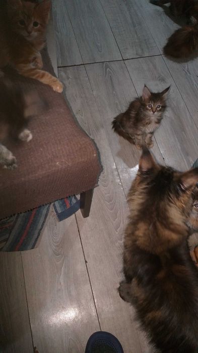 котята Мейн-куна.