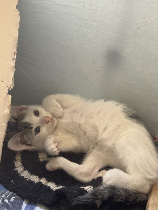 Pisici spre adoptie