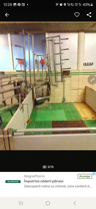 Boxe de fatare suine echipamente ferme zootehnice