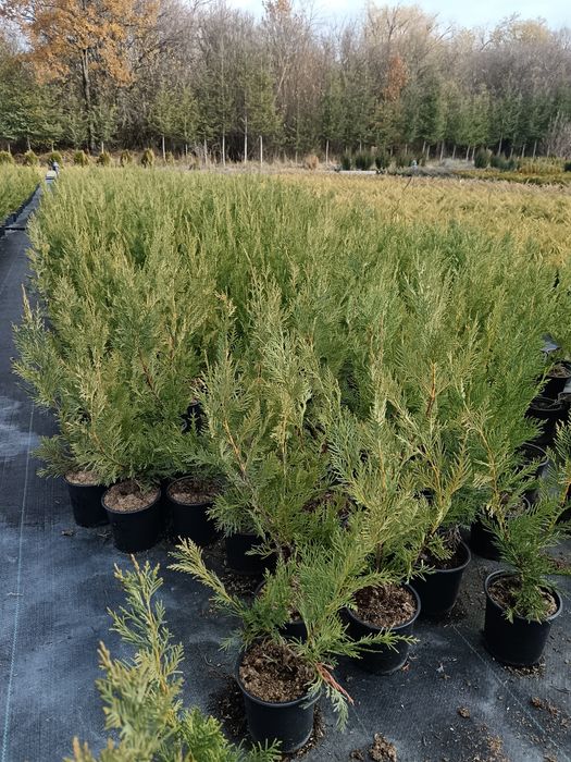 Лейланди 70 см 10 лв брой