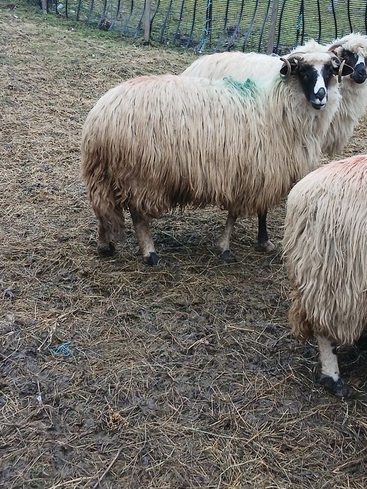 Vând o mioara si o stramioara