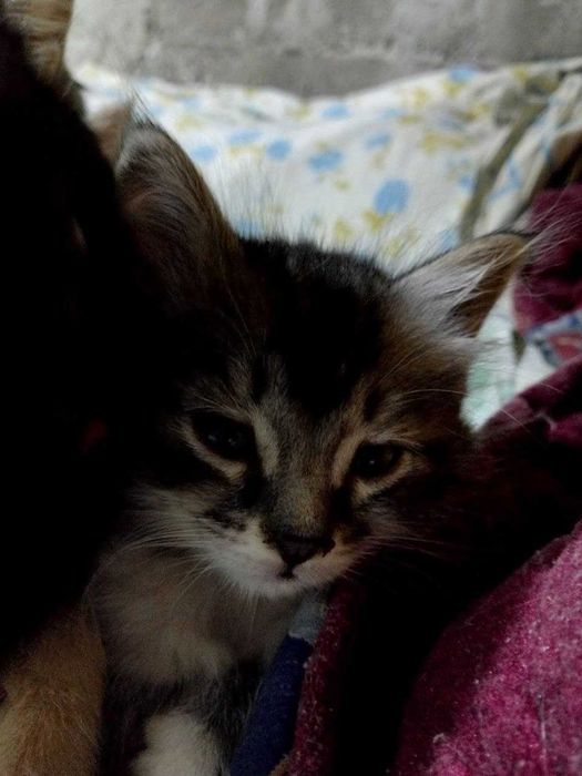 бенгальская кошка