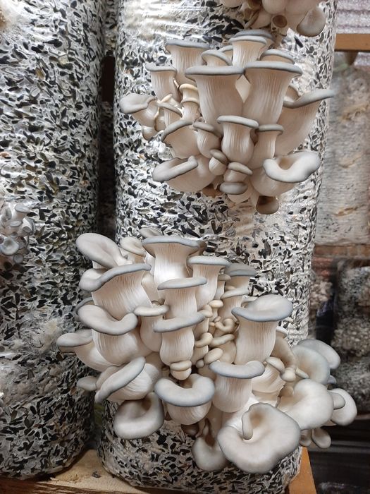 Грибы вешенка хорошо