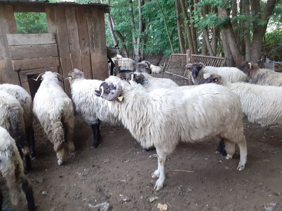 Mior  Breaz de vanzare