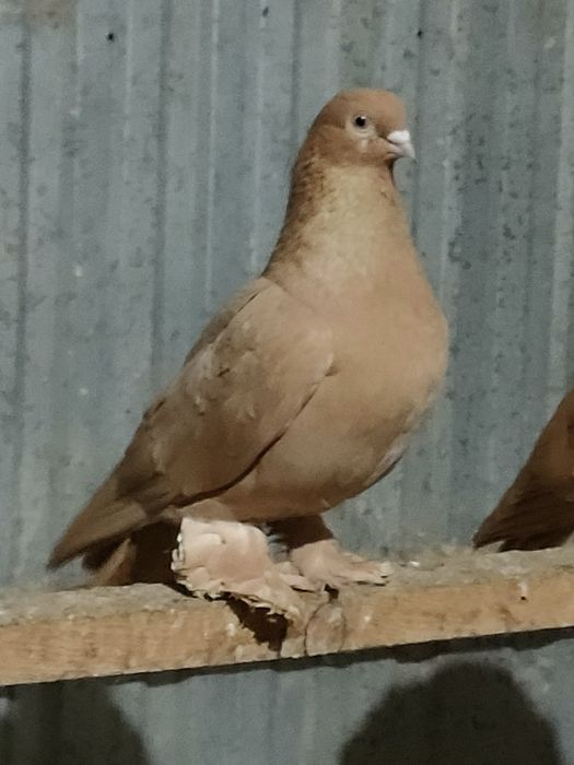 Голуби голуби голуби