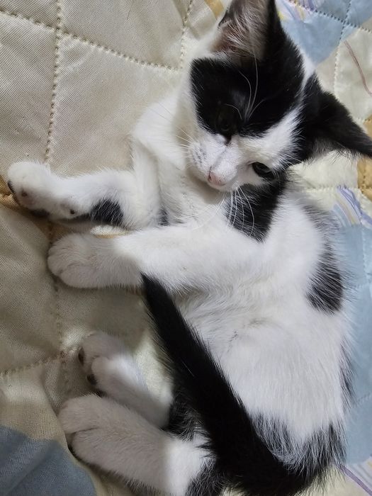 Котенок в добрые руки