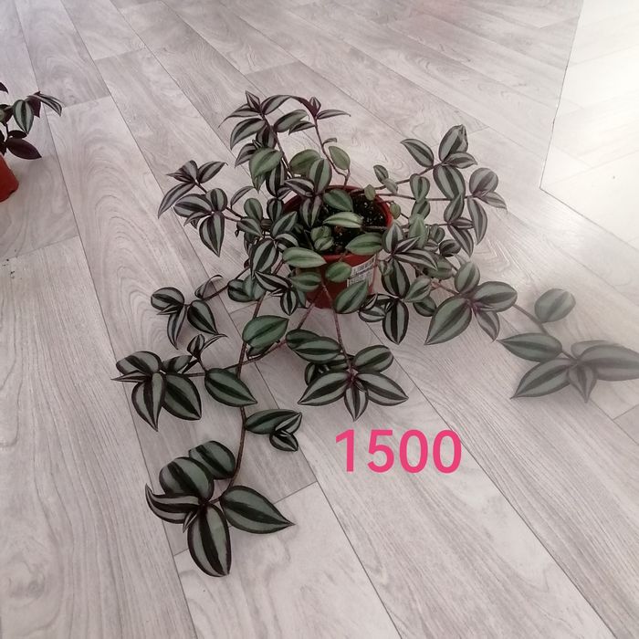 Продам цветы комнатные