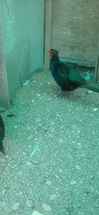 Masculi de un an din mai multe rase