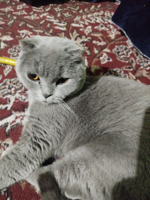 Продаётся,,Кошка,,, Британский Пепельный Чистокровный Весело ухный Са