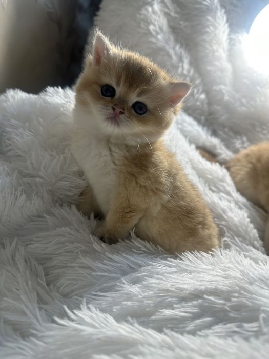 Карапузики шиншиллы