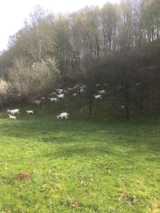 Capre rasa Sanen și metis